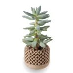 Maceta cilíndrica impresa en 3D con textura de rejilla calada, color natural, para suculentas